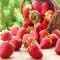 Njemački poljoprivrednici za berbu jagoda nude satnicu 8,8 eura, stan i hranu