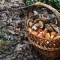 Šumske gljive iz BiH osvojile strane trpeze